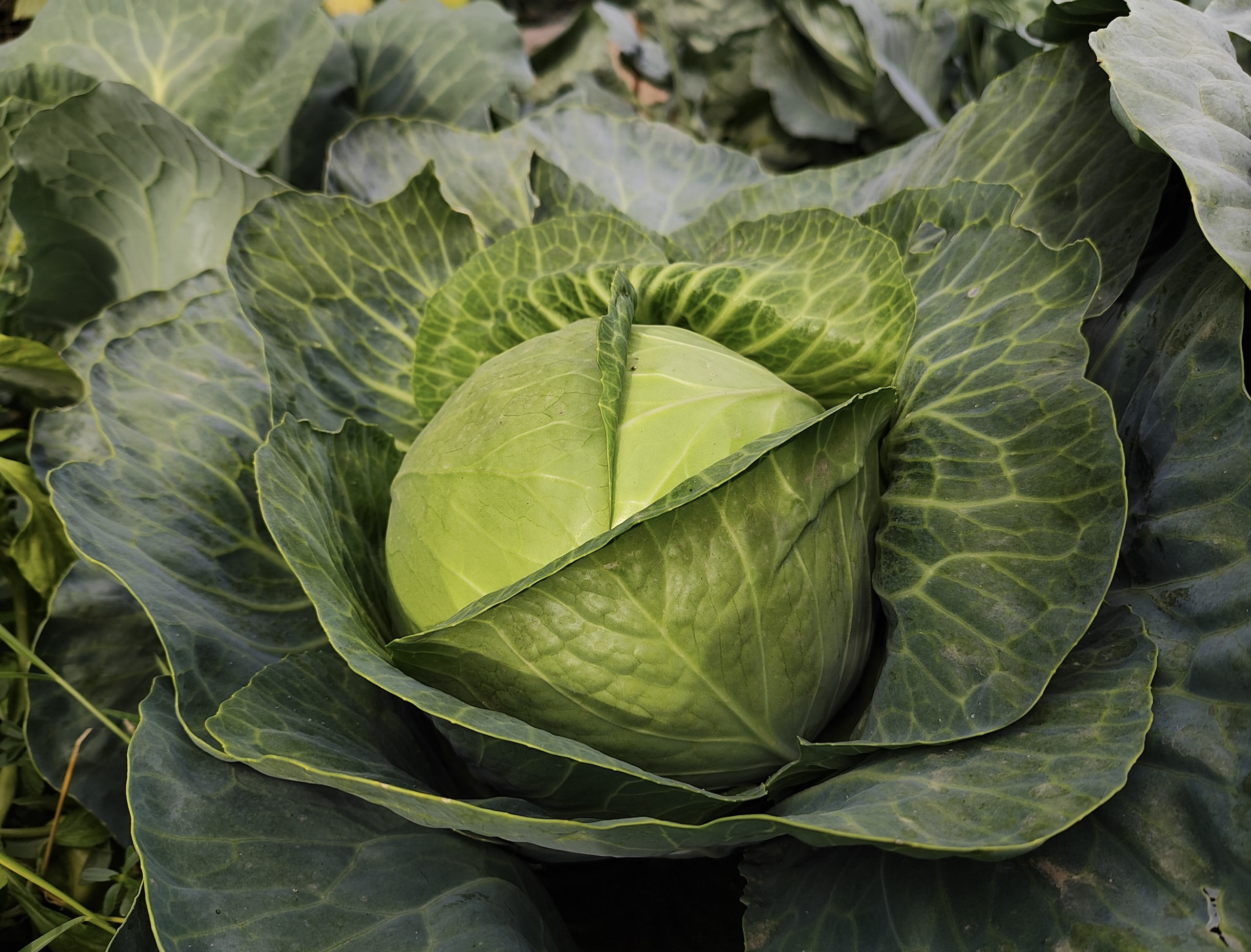 Top Best Seeds in Uganda